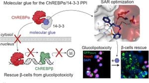 Molecular Glues Protect Beta Cells From Glucolipotoxicity