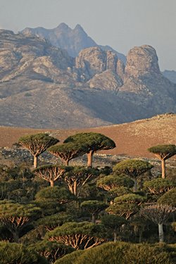 Socotra adasının sırrı ne ya da daha doğru tabiriyle bu adadaki biyomun bilimsel açıklaması ne?
