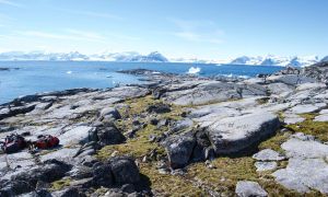 Antarctica Is Greening As Climate Change Accelerates