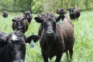 Trump Sparks Outcry With Argentine Beef Import Plan