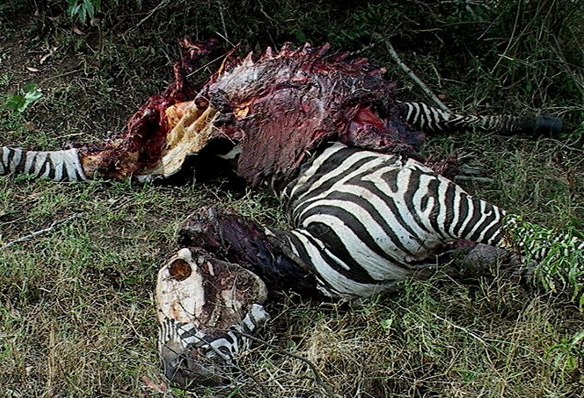 Sıradan bir av sonrası durum.