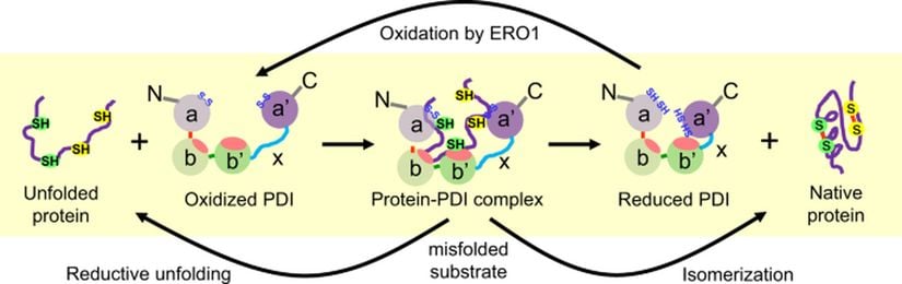 Oksitlenmiş PDI'nin aktif bölge disülfid bağlarından (Cys53-Cys56 ve Cys397-Cys400) indirgenmiş substrata aktarımı.