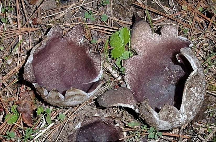 Sarcosphaera coronaria, ilkbaharda çıkan çok tehlikeli bir mantardır, bazı bölgelerimizde bilinçsizce tüketilmekte ve halk pazarlarında satılmaktadır.