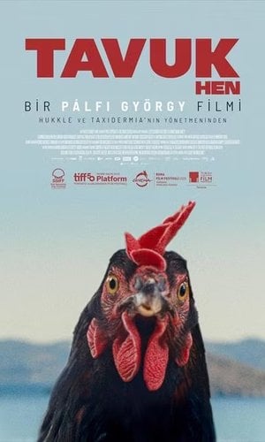 Tavuk