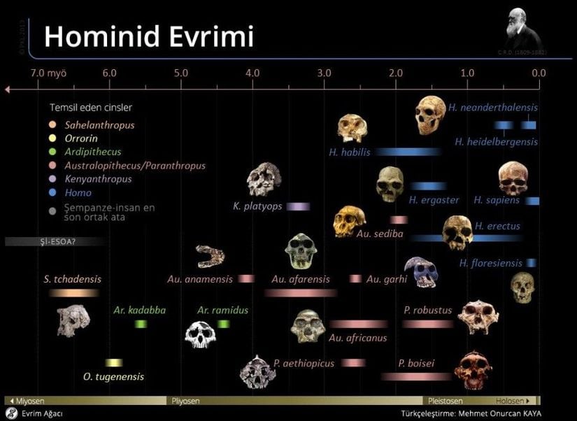 Hominid Evrimi