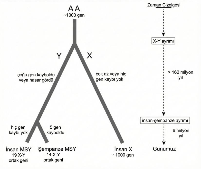 Şekil 3. Cinsiyet kromozomlarının evrimi boyunca insan ve şempanze soylarında MSY gen kaybı. Ağaç diyagramı, memeli cinsiyet kromozomlarının otozomal ataları (AA) ile günümüz insan X kromozomu ve insan ile şempanze Y kromozomları arasındaki evrimsel ilişkileri göstermektedir. Her bir kromozom için gen içeriği belirtilmiştir. Sağ tarafta, başlıca evrimsel olayların zaman çizelgesi gösterilmektedir (ölçekli değildir).