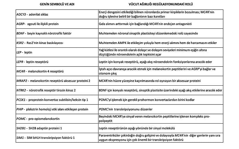 Şiddetli ve erken başlangıçlı obezitede rol oynayan genlere genel bakış
