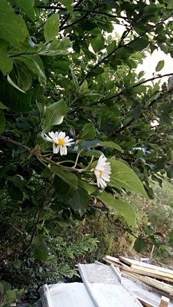 Bu bitki nasıl yetişebilir, genetik olarak mümkün mü?