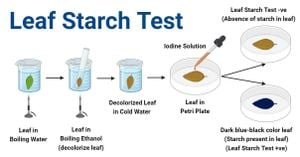 LIGHt Smartphone Colorimetry Revolutionizes Starch Detection In Tobacco Leaves