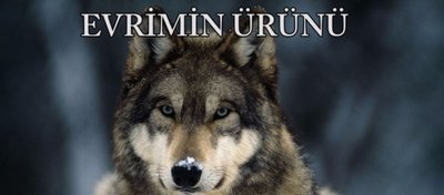 Evrim vs. Akıllı Tasarım