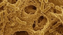 Bakterilerin Çok Amaçlı Mimarisi