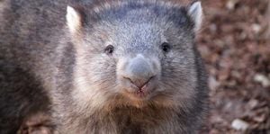 Influencer Sam Jones Faces Backlash Over Baby Wombat Video