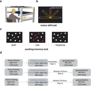 Cognitive Tasks Impact Motor Skill Transfer To Untrained Arm