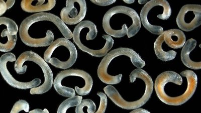 Evrim, Sadece Karmaşıklığa Doğru İlerleyen Bir Süreç Değil!