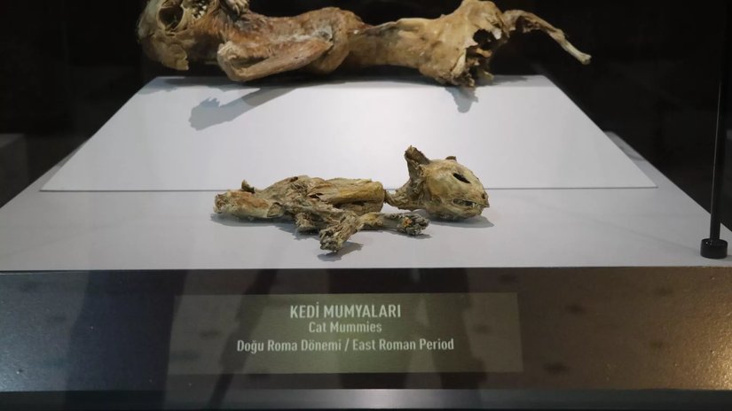 Aksaray'da sergilenen kedi mumyası