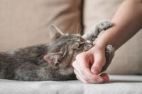 World Rabies Day: Cat Bites Surpass Dog Bites At SMHS