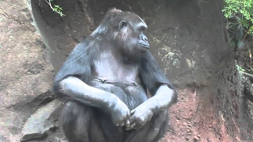 Dişi goriller parmaklarıyla mastürbasyon yaparlar.