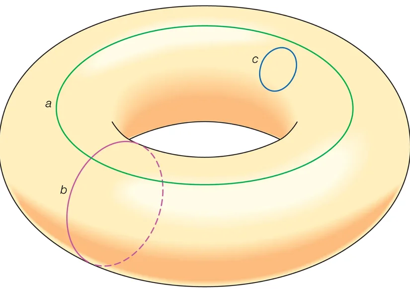 Küçük c halkası, halkayı ya da torusu kırmadan tek noktaya kadar küçültülebilirken a ve b halkaları torusun orta deliğini çevrelediği için küçültülemezler.