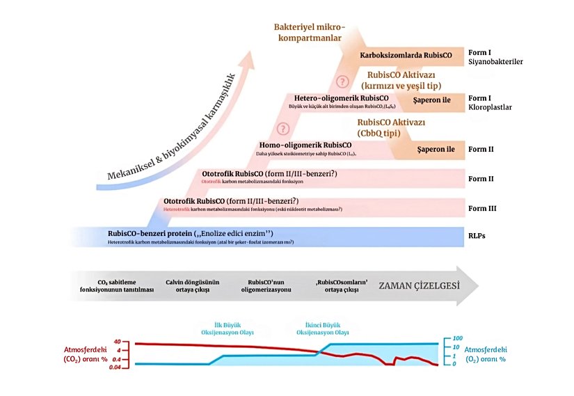 Şekil 13. Rubisko ve Rubiskoya benzer proteinlerin evrimi. En aşağıdaki grafikte de gördüğünüz gibi Rubisko oksijen seviyelerinin bugünküne kıyasla daha düşük olduğu zamanlarda ortaya çıkmıştır.