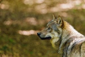 Wolf Spotted Roaming Through Thun's Seefeld Quarter
