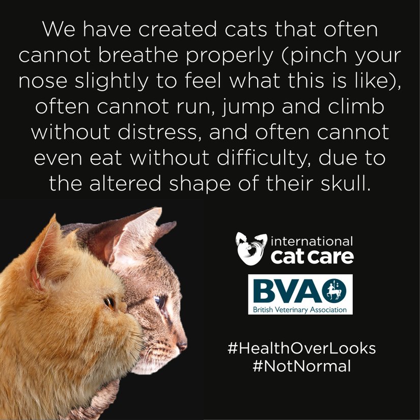 "Kafataslarının değişen şekli nedeniyle, genelde doğru düzgün nefes alamayan (nasıl olduğunu hissetmek için burnunuzun ucunu hafifçe sıkın), sıkıntı yaşamadan koşamayan, zıplayamayan ve tırmanamayan ve hatta zorluk çekmeden yemeğini bile yiyemeyen kediler ürettik."
