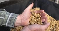 ‘Band-Aid on an open wound.’ Kentucky soybean farmer reacts to Trump’s $12B bailout
