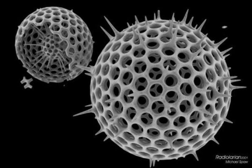 Radiolaria