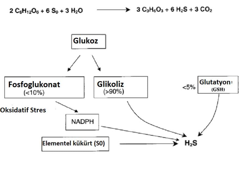 H2S molekülünün endojen biyosentez mekanizması