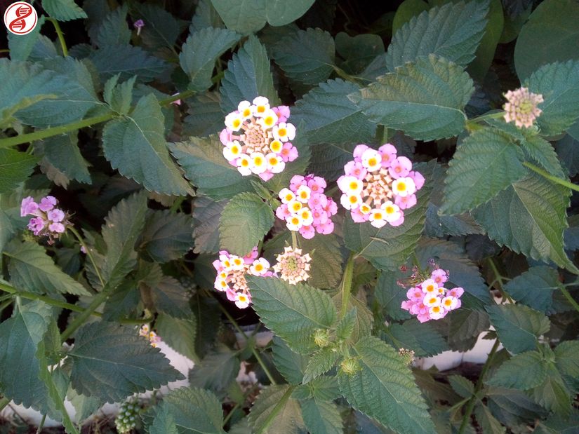 Mine çiçeğigiller (Verbenaceae) familyasına bağlı Ağaç minesi (Lantana camara), Bursa.