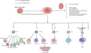 Study Reveals Key Role Of IgM B Cells In AAV Pathogenesis