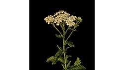 Civanperçemi Bitkisinin Mitolojik Hikayesi (Achillea Millefolium)