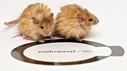 Yünlü Mamutlara Bir Adım Daha: Genetiği Değiştirilmiş "Yünlü Fareler" Üretildi!