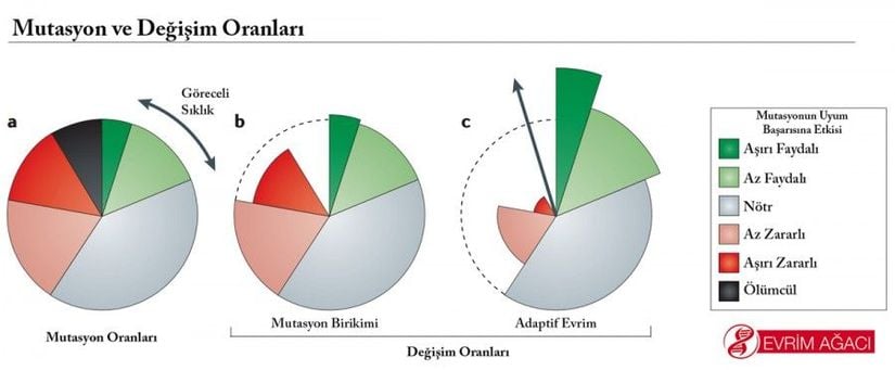 Faydalı, Zararlı ve Nötr Mutasyonlar Ne Sıklıkla Gerçekleşir, Evrime Nasıl Etki Eder?