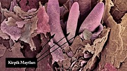 Gözlerimizin Sessiz Sakinleri: Kirpik Maytları