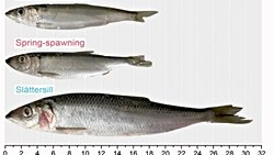 Baltık Denizi'nde Yeni Bir Balık Avcısı Keşfedildi!