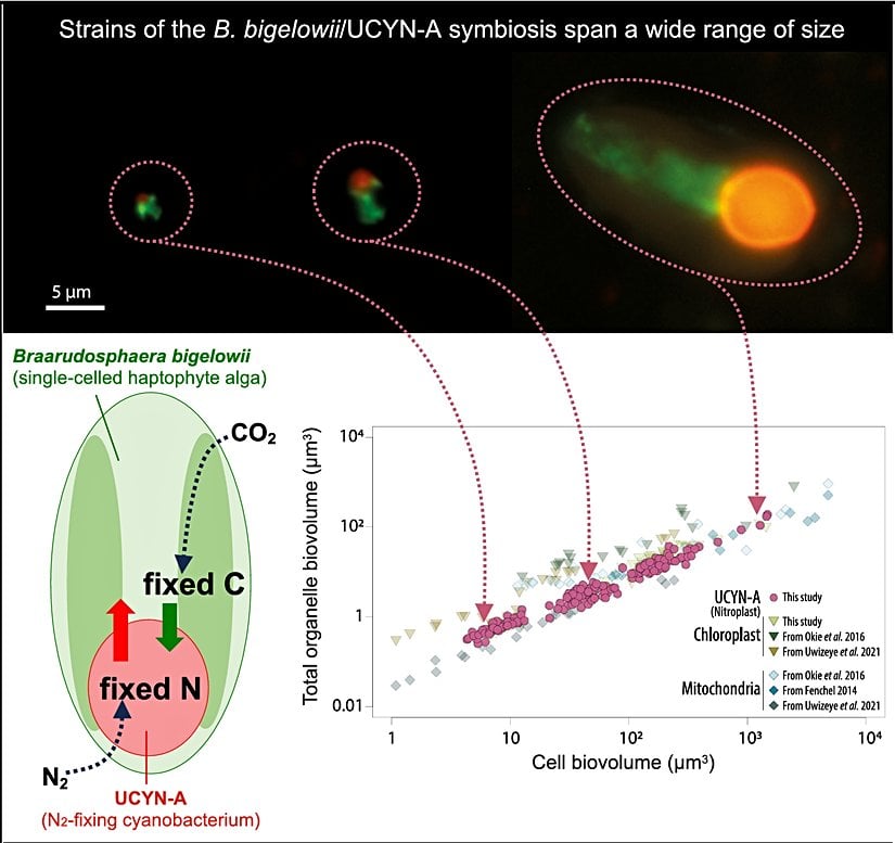 Konak-simbiont hacim oranı, ökaryotik organellerde gözlemlenen hacimsel ilişkiye benzeyen dengeli bir kaynak alışverişi nedeniyle sabittir.