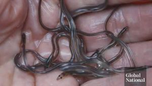 Controversy Erupts Over Baby Eel Fishery Licensing Changes