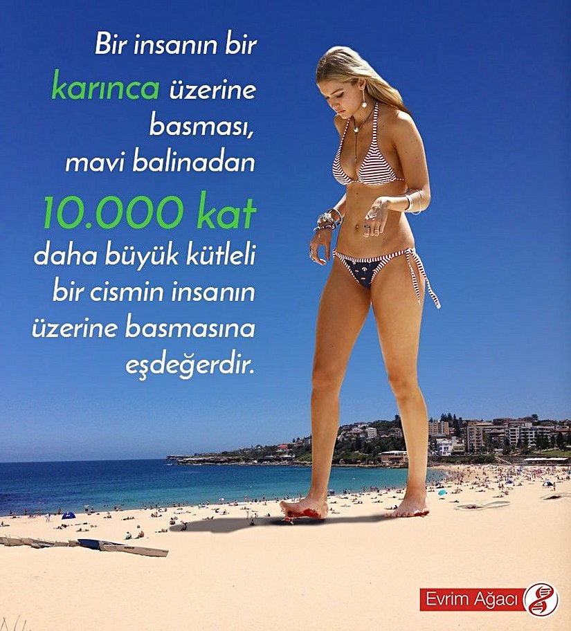 Karıncaların üzerine bastığınızda, onlara ölümlerin en fenalarından birinin yaşatmaktasınız. Süre bakımından saniyenin ufacık bir diliminde ölüyor olsalar da, sizin üzerinize bir mavi balinadan 10.000 kat daha ağır bir canlının basmasına benzer bir kuvveti ona uyguluyorsunuz! Elbette sadece insanlar milyarlarca karıncanın ölümünden sorumlu değiller. Her yıl ortalamada 30 insan karınca ısırığı nedeniyle ölüyor ve Dünya üzerinde 280 ayrı karınca türü insanlar için ölümcül özelliklere sahiptir! İnsan harici hayvanları öldürmek ve parçalamak içinse, kimi zaman sayıları 20 milyonu aşabilen sürüler avın üzerini kaplamaktadır.