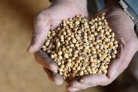 Les aliments à base de soja ne doivent pas être servis en restauration collective, recommande l’Anses