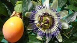 Mavi çarkıfelek (Passiflora caerulea)