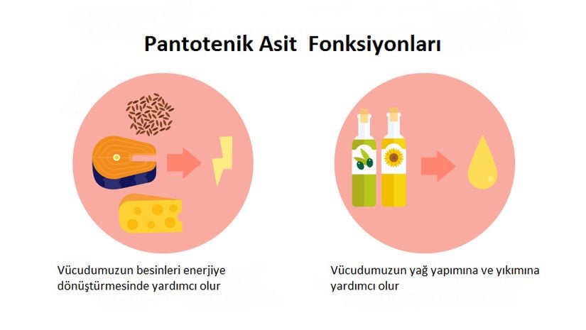 Pantotenik asidin fonksiyonları.