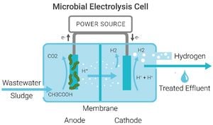 Innovative Urine Electrolysis System Promises Efficient Hydrogen Production