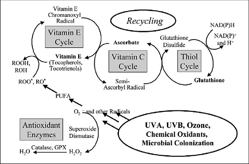 Antioksidan Ağ Sistemi (Antioxidant Network)