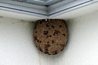 Environment agency confirms ‘successful removal’ of first Asian Hornet nest in Northern Ireland