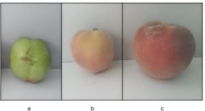 Unraveling The Mycobiome Dynamics On Peach Fruits's Surface