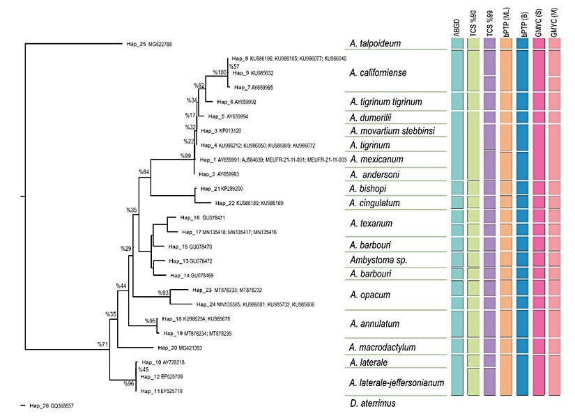 Biyoinformatik analizler sonucunda ortaya çıkan aday tür grupları. COI veri seti ile inşa edilen maksimum olasılık ağacı (solda), % rakamlar UFBoot2 ile hesaplanan dal destek değerlerini göstermektedir. Sağdaki renkli sütünlar tür sınırlarını belirleme testlerine göre aday tür gruplarını göstermektedir.