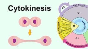 Debate Erupts Over Roles Of Actin Isoforms During Cell Division