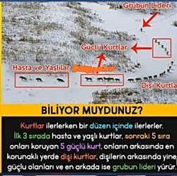 Böyle bir bilgiye rastladım. Doğru mu?