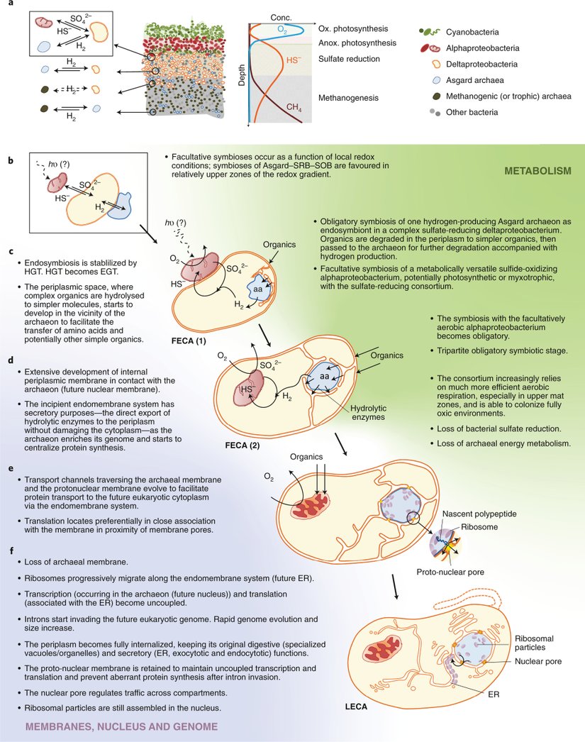 İlkel hücrelerin evriminden sonra, ökaryotik ve daha karmaşık yapılı hücrelerin endosimiyotik kuram dahilinde oluşumu...