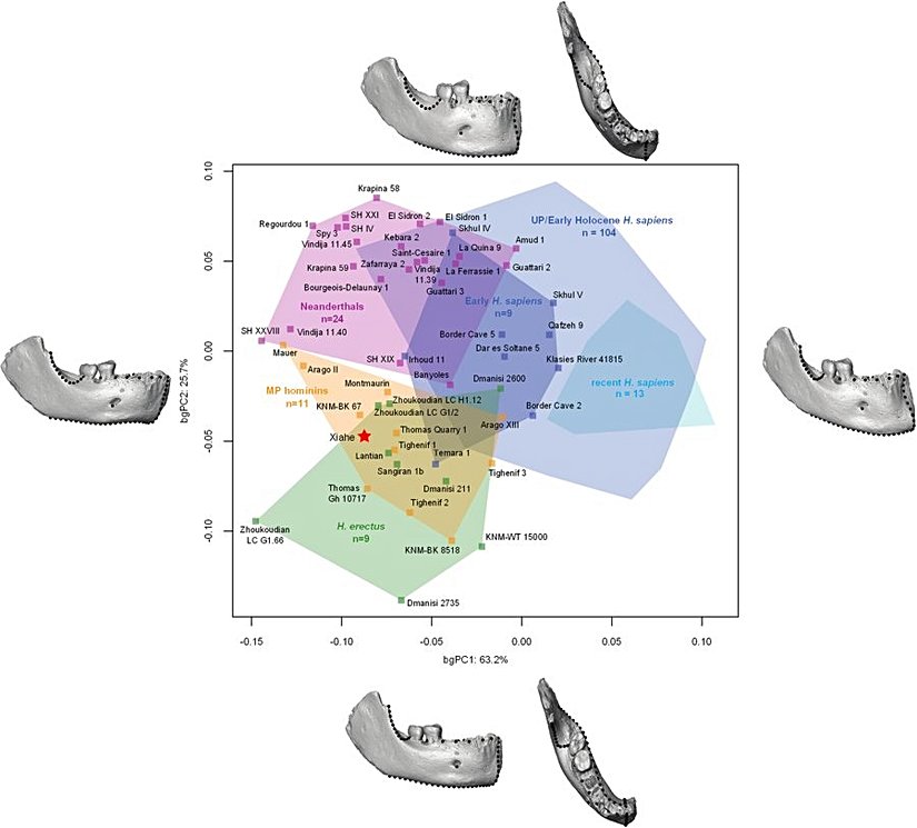 Geometrik morfometri analizinin sonuçlarını gösteren grafik. Xiahe bireyi kırmızı yıldızla gösterilirken, Üst Paleolitik ve Holosen Homo sapiens açık mavi, erken Homo sapiens koyu mavi, Neandertaller pembe, Homo erectus yeşil ve diğer Orta Pleistosen fosil homininler turuncu kare ile gösteriliyor.
